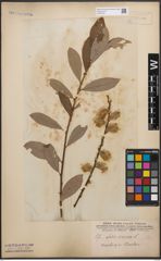 Foto von Salix cinerea L.